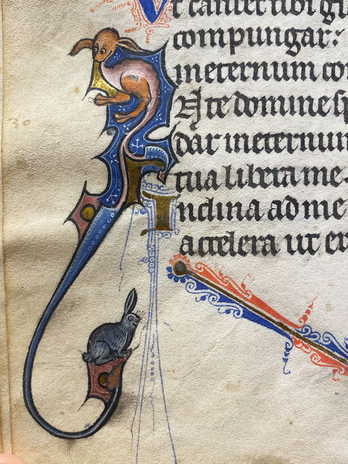 Illumination in the margin of a medieval text showing a startled rabbit poised on the long tail of a capital D with a staring wyrm inside it