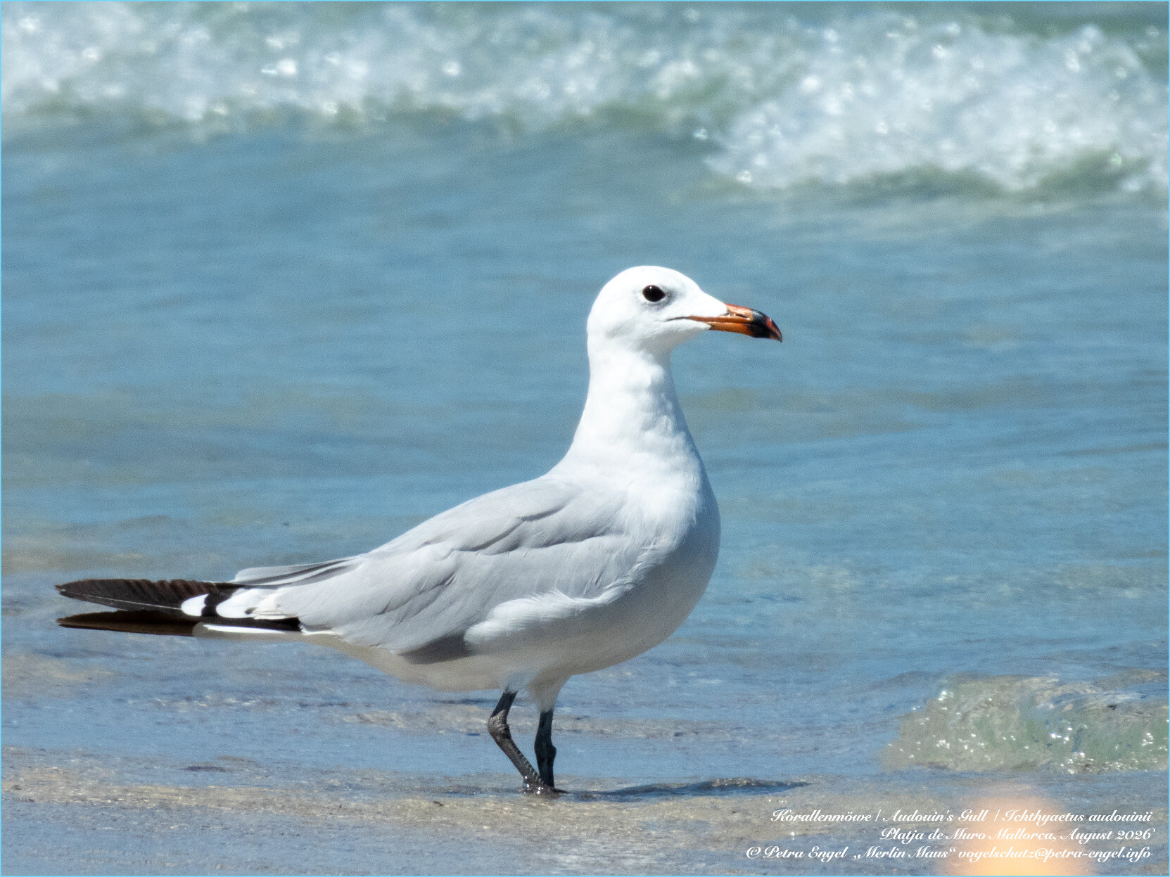Korallenmöwe steht auf dem Strand vor Brandungswellen