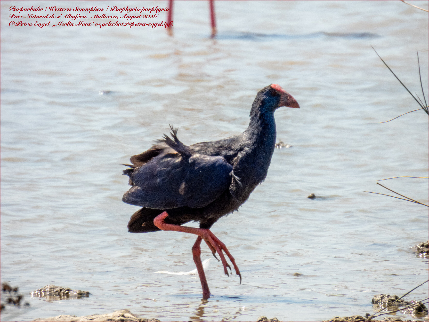Purpurhuhn stolziert im flachen Wasser des Naturschutzgebietes Parc Natural de s'Albufera